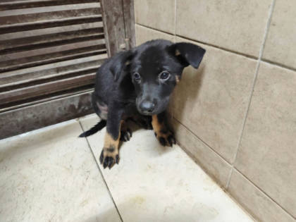 高雄市待認養狗｜混種犬｜黑色｜母