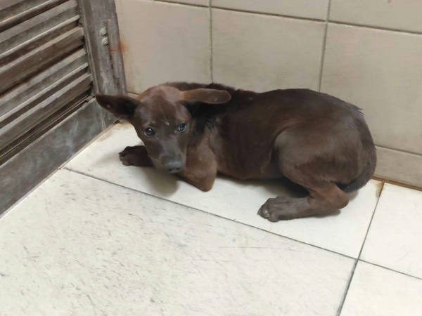 高雄市待認養狗 混種犬