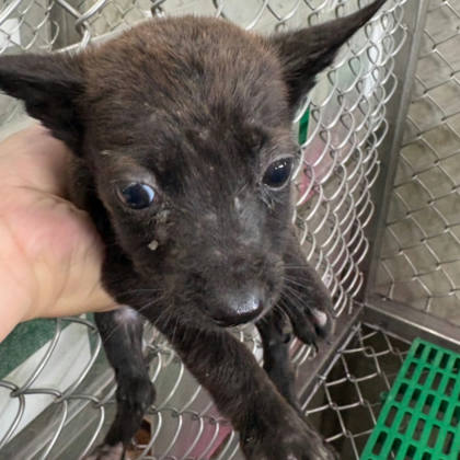 台東縣待認養狗｜混種犬｜黑色｜母