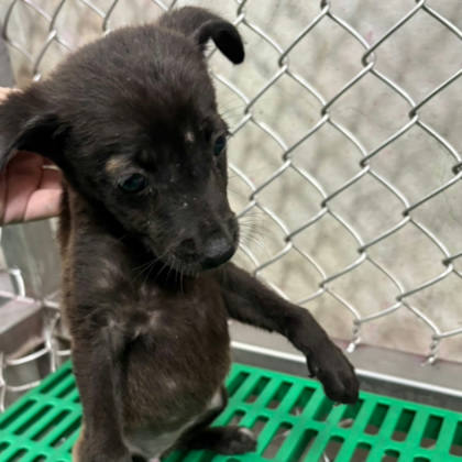 台東縣待認養狗｜混種犬｜黑色｜母