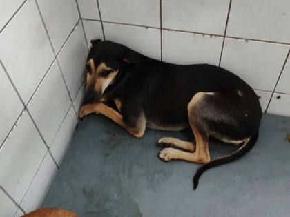 高雄市待認養狗｜混種犬｜黑色｜母