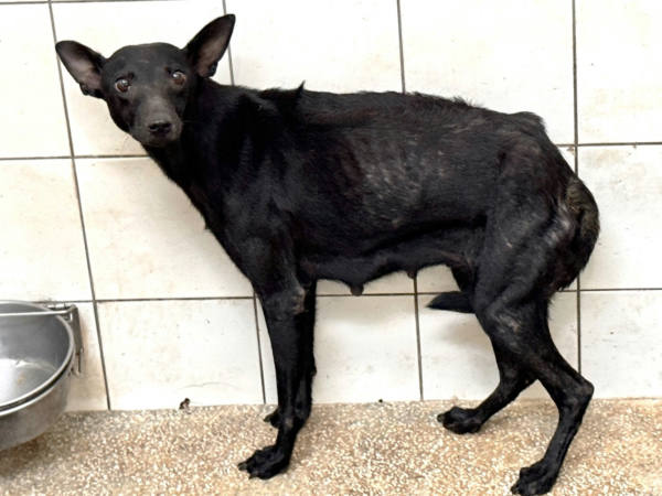 高雄市待認養狗 混種犬