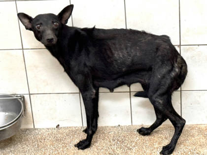 高雄市待認養狗｜混種犬｜黑色｜母