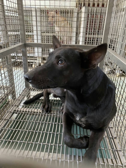 台南市待認養狗｜混種犬｜黑色｜公