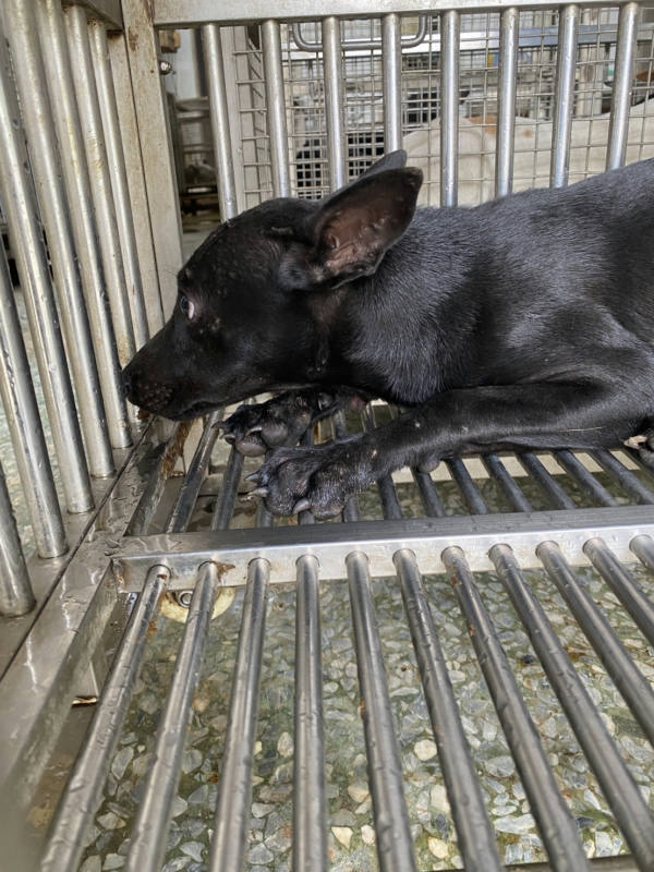台南市待認養狗 混種犬
