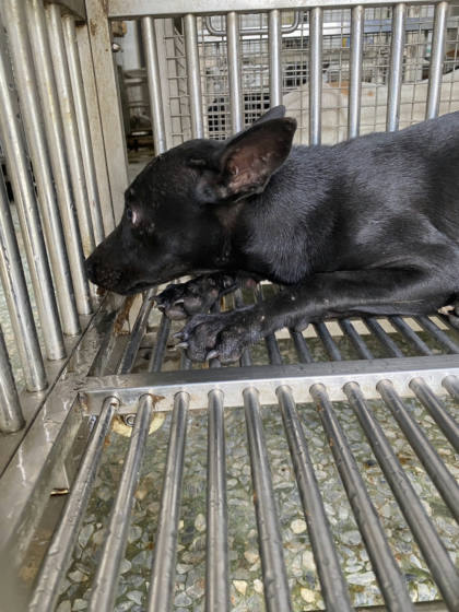 台南市待認養狗｜混種犬｜黑色｜母
