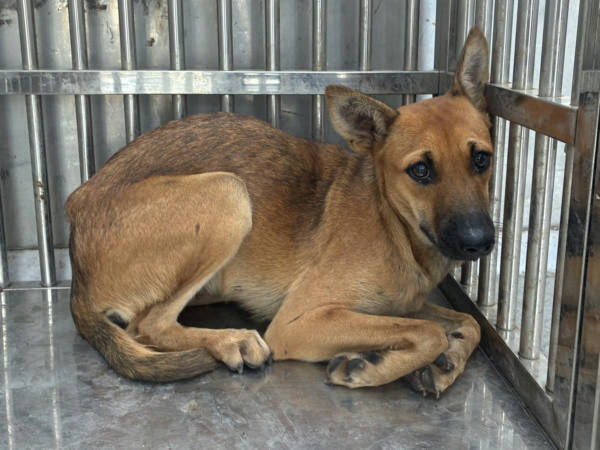 彰化縣待認養狗 混種犬