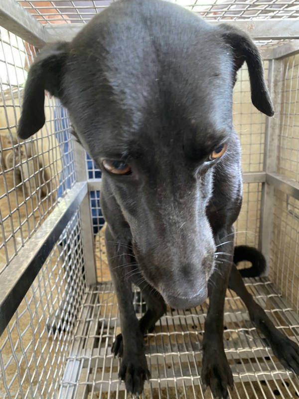 台南市待認養狗 混種犬
