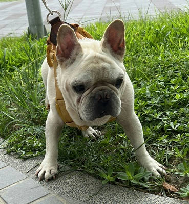 台中市待認養狗｜鬥牛犬(英國)｜白色｜公