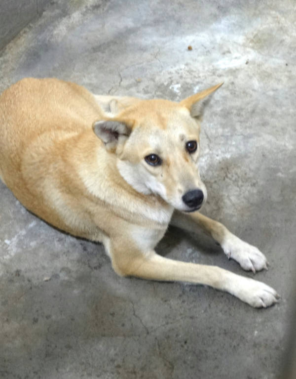 宜蘭縣待認養狗 混種犬