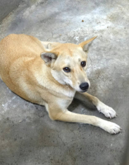 宜蘭縣待認養狗｜混種犬｜黃色｜母