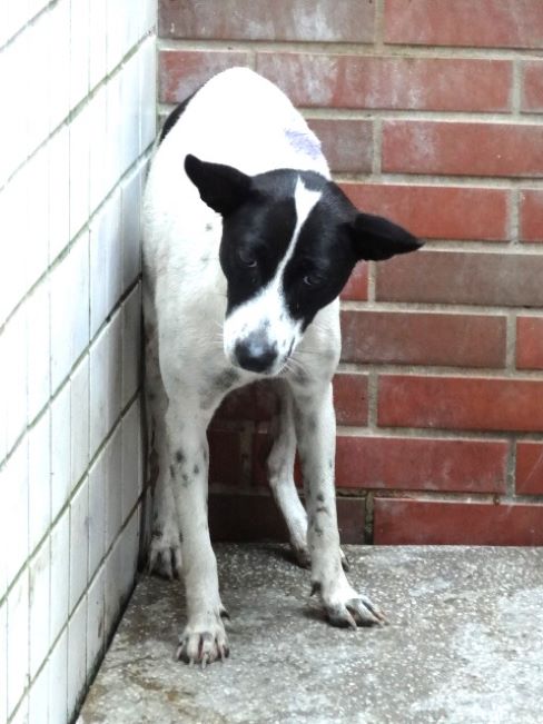 宜蘭縣待認養狗 混種犬