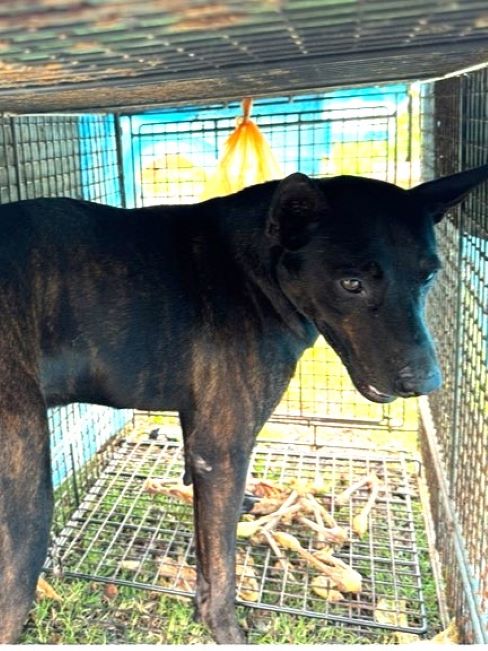 宜蘭縣待認養狗 混種犬
