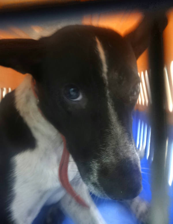 宜蘭縣待認養狗 混種犬