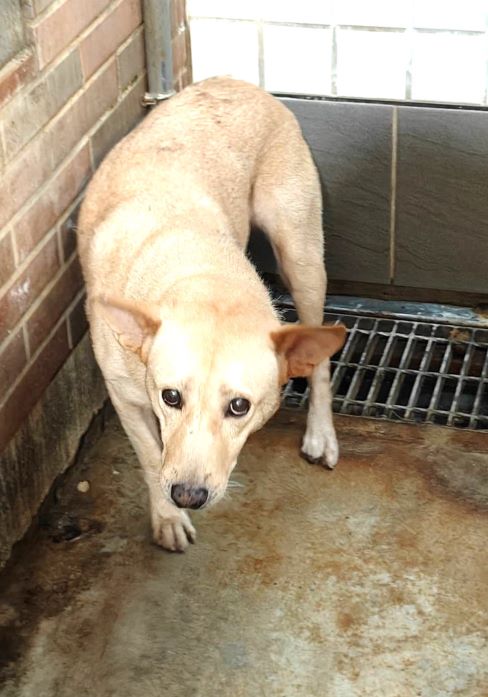 宜蘭縣待認養狗 混種犬