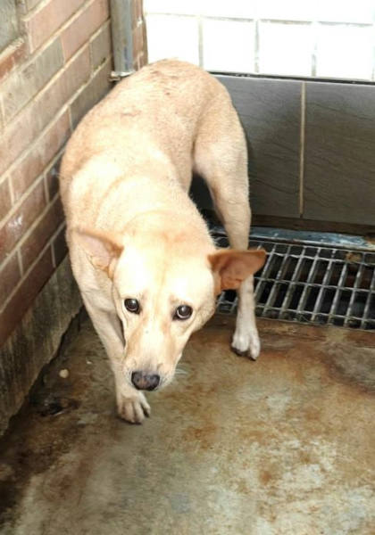 宜蘭縣待認養狗｜混種犬｜黃色｜公