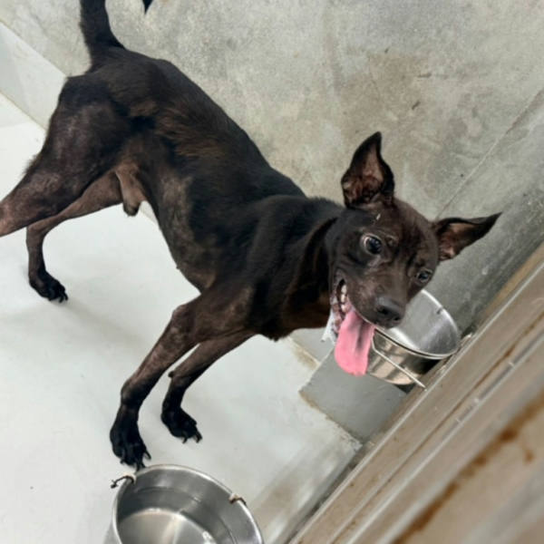 基隆市待認養狗 混種犬