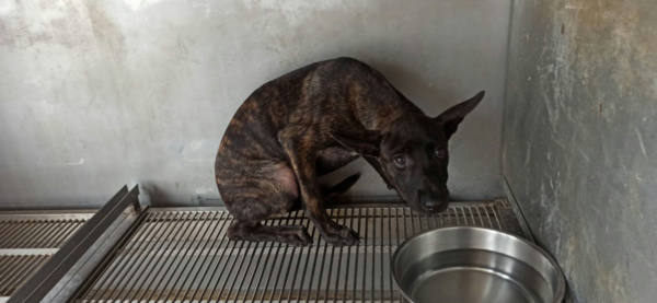 金門縣待認養狗 混種犬