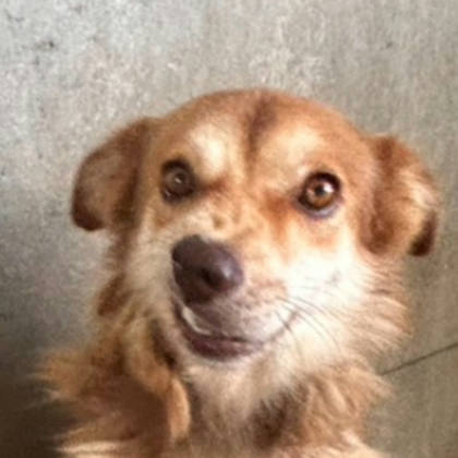 澎湖縣待認養狗｜混種犬｜黃白色｜公