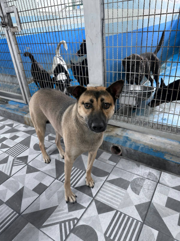 苗栗縣已領養狗 混種犬