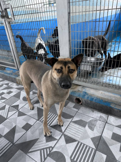 苗栗縣待認養狗｜混種犬｜棕黑色｜母