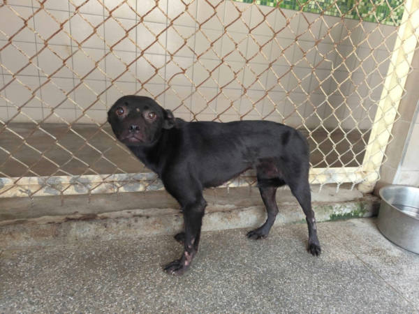 高雄市待認養狗 混種犬