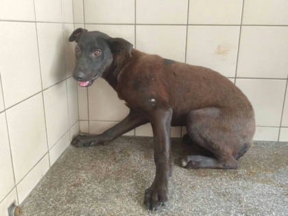 高雄市待認養狗｜混種犬｜黑色｜母