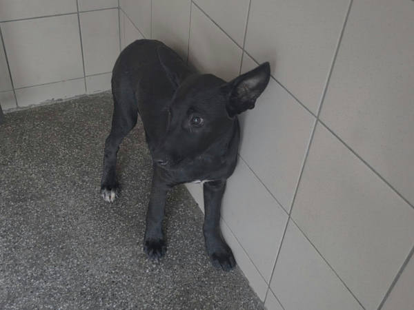 高雄市待認養狗 混種犬