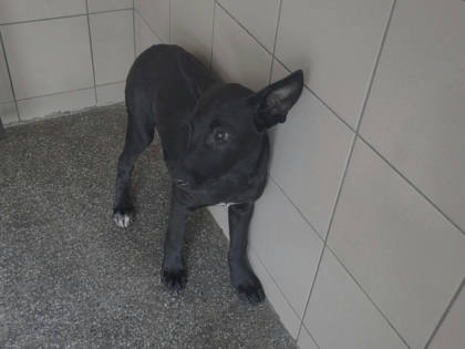 高雄市待認養狗｜混種犬｜黑色｜母