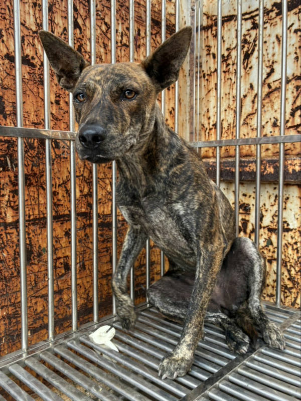 彰化縣待認養狗 混種犬