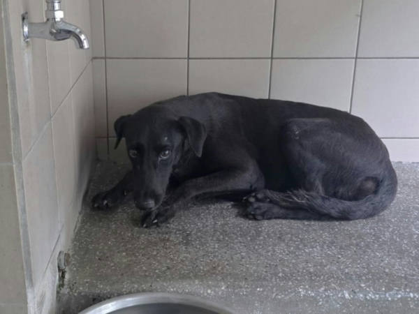 高雄市待認養狗 混種犬
