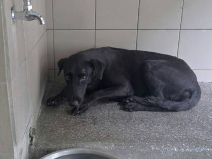 高雄市待認養狗｜混種犬｜黑色｜母