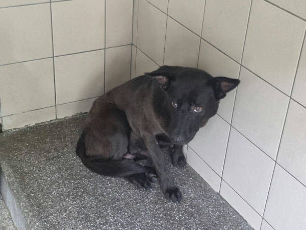 高雄市待認養狗 混種犬