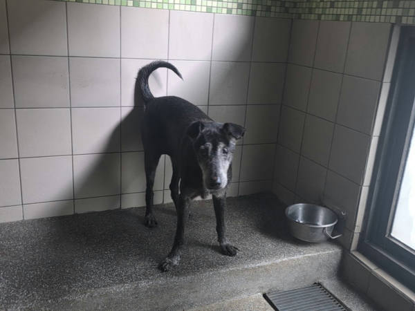 高雄市待認養狗 混種犬