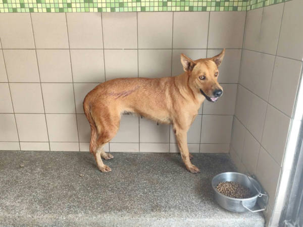 高雄市待認養狗 混種犬