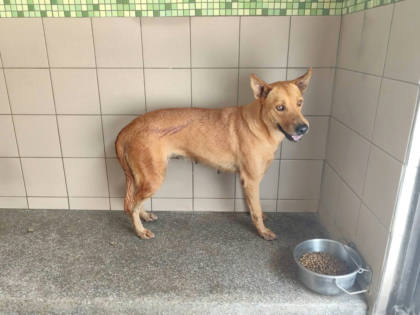 高雄市待認養狗｜混種犬｜黃色｜母