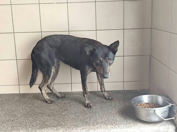 高雄市待認養狗 混種犬