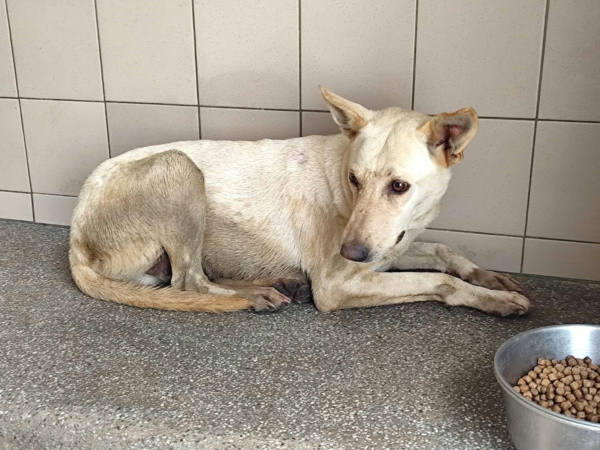 高雄市待認養狗 混種犬