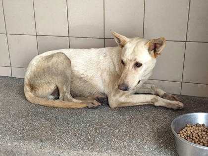 高雄市待認養狗｜混種犬｜白色｜母