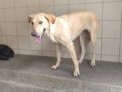 高雄市待認養狗｜混種犬｜黃色｜母