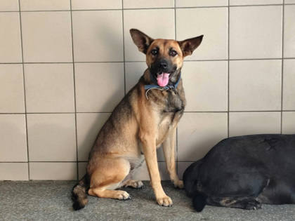 高雄市待認養狗｜混種犬｜黃色｜母