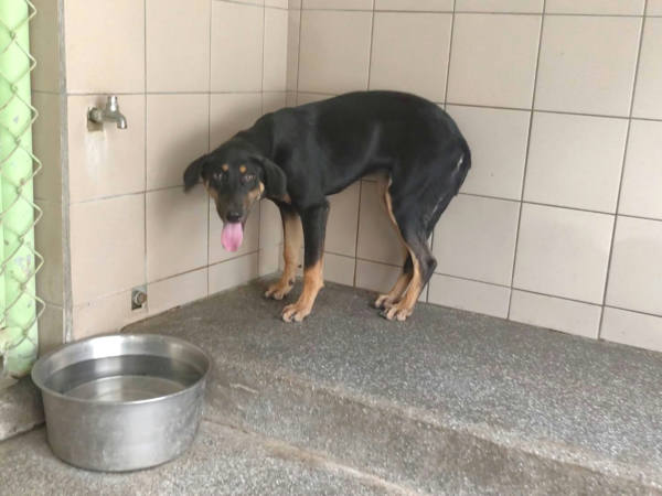 高雄市待認養狗 混種犬