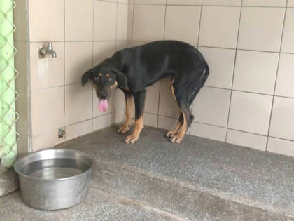 高雄市待認養狗｜混種犬｜黑色｜母