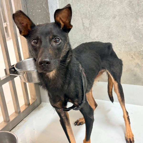 基隆市待認養狗 混種犬