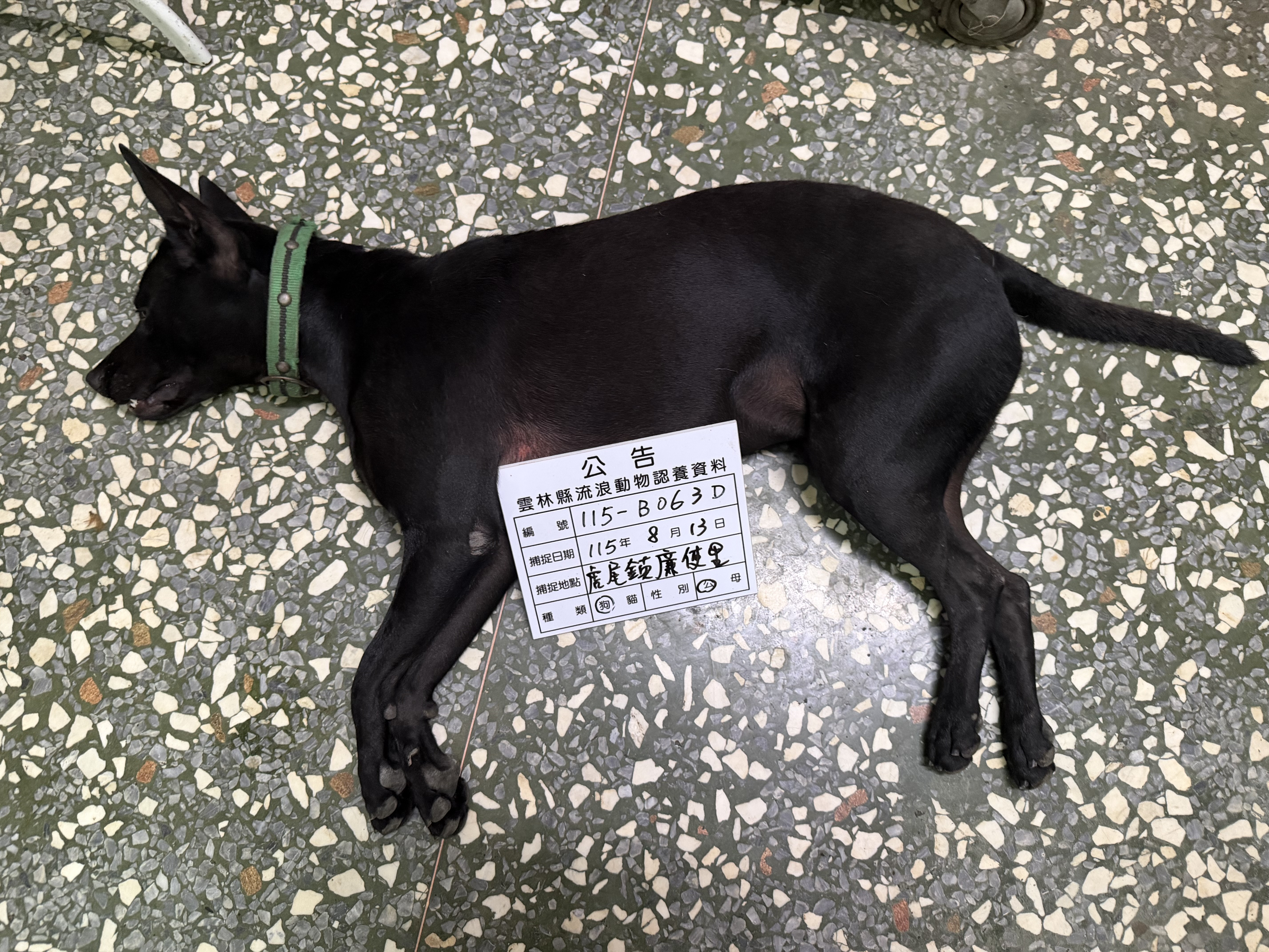 雲林縣待認養狗 混種犬