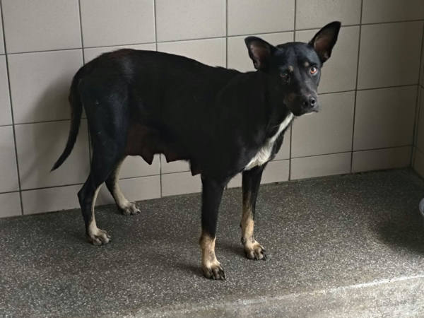 高雄市待認養狗 混種犬