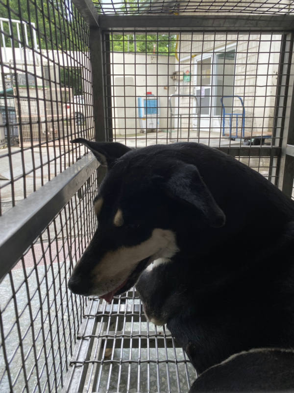 台南市待認養狗 高山犬