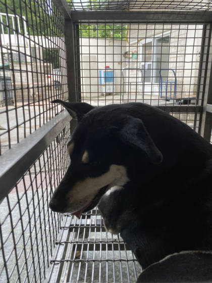 台南市待認養狗｜高山犬｜黑黃色｜母