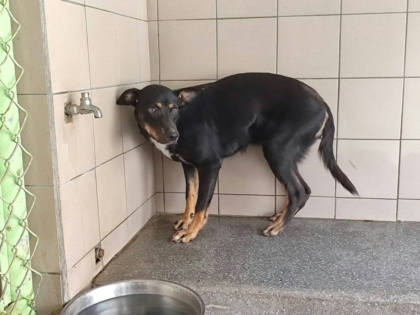 高雄市待認養狗｜混種犬｜黑色｜母