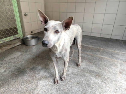 高雄市待認養狗｜混種犬｜白色｜母